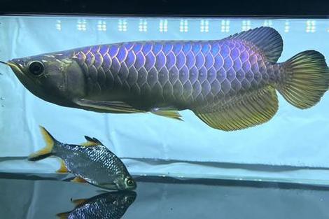 藍麒麟金龍魚的圖片大全