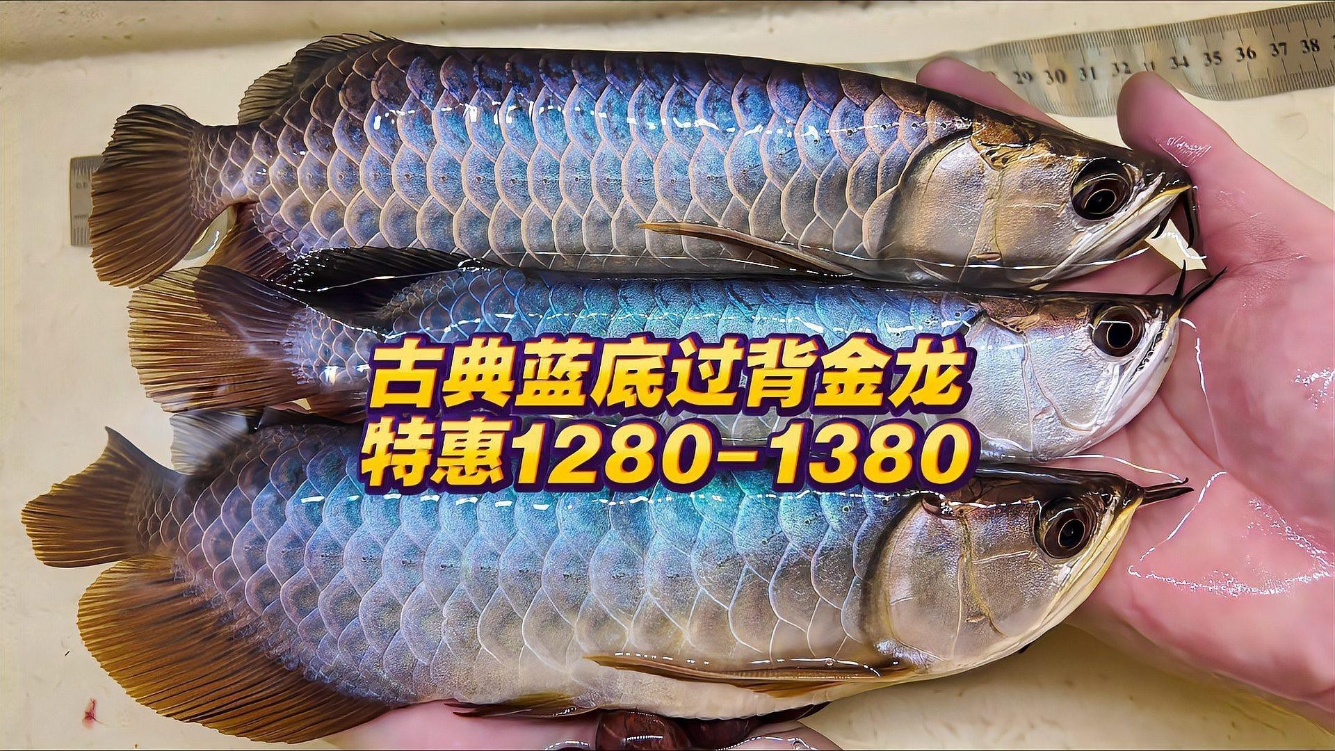 藍麒麟金龍魚的圖片大全