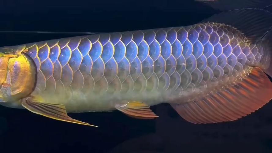 藍麒麟金龍魚的圖片大全