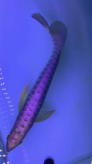 藍麒麟金龍魚的圖片大全