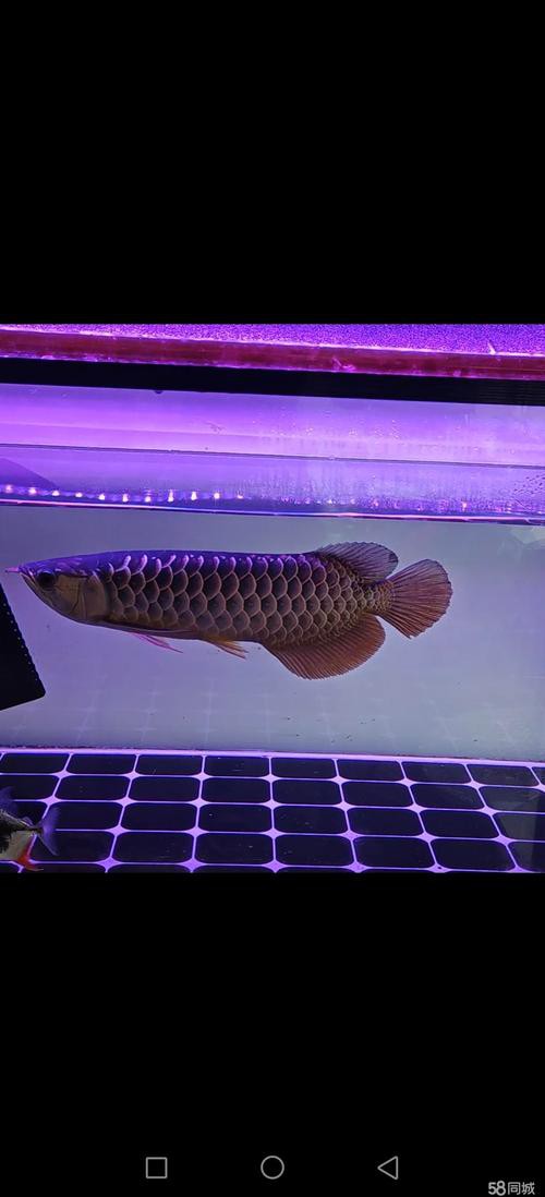 藍麒麟金龍魚的圖片大全