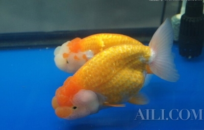 武夷山市芳明水族館：武夷山市芳明水族館電話