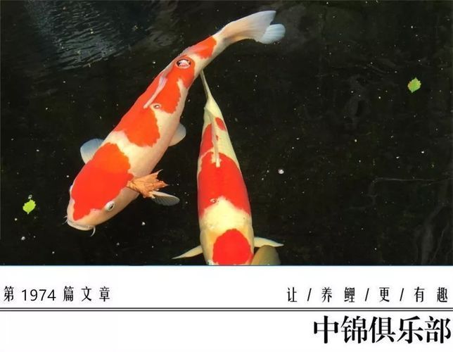 鑒別龍鳳鯉魚健康狀態：如何鑒別龍鳳鯉魚的健康狀態