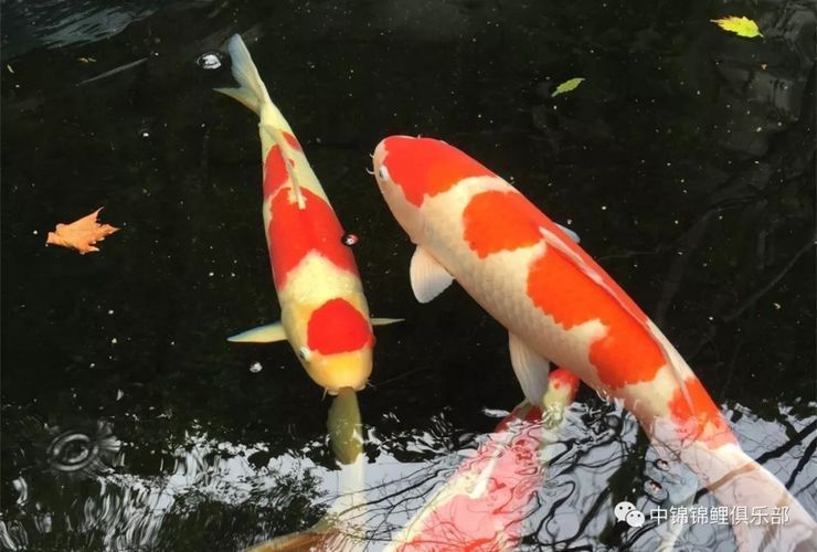鑒別龍鳳鯉魚健康狀態：如何鑒別龍鳳鯉魚的健康狀態