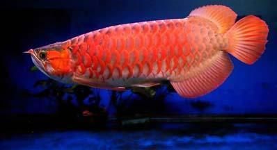 紅龍魚(yú)最合適的溫度和濕度：紅龍魚(yú)最合適的水溫是24—29℃