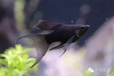 黑瑪麗魚缸清潔工的飼養技巧，黑瑪麗的飼養技巧：黑瑪麗清潔工的選擇