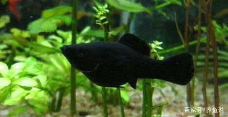 黑瑪麗魚缸清潔工的飼養技巧，黑瑪麗的飼養技巧：黑瑪麗清潔工的選擇