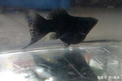 黑瑪麗魚缸清潔工的飼養技巧，黑瑪麗的飼養技巧：黑瑪麗清潔工的選擇