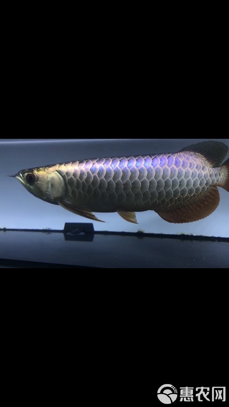 藍色金龍魚多少錢一斤