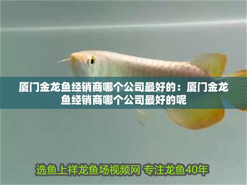 廈門金龍魚經銷商哪個公司最大