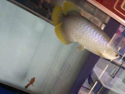 龍魚批發基地在哪里啊：中國龍魚批發基地