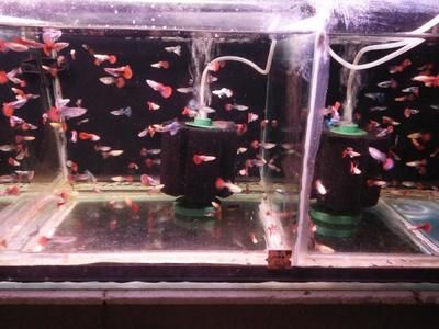觀賞魚紅龍魚能混養嗎怎么養：紅龍魚混養的注意事項