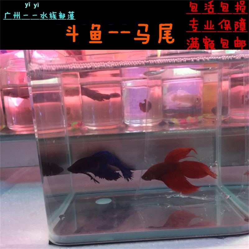 觀賞魚紅龍魚能混養嗎怎么養：紅龍魚混養的注意事項