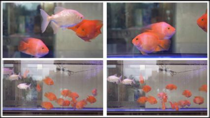 觀賞魚紅龍魚能混養嗎怎么養：紅龍魚混養的注意事項