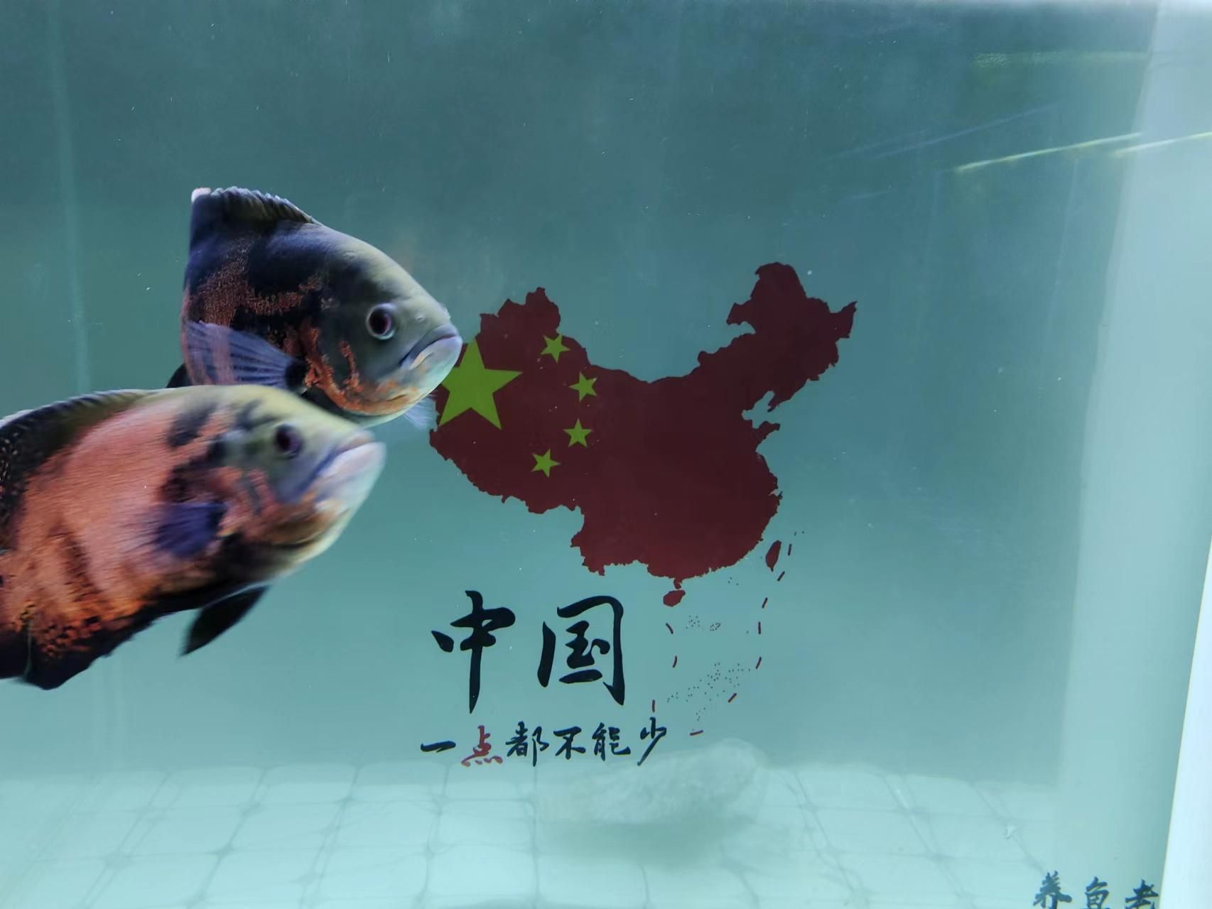 魚缸過濾器要通電嗎：魚缸過濾器通電的一些詳細信息