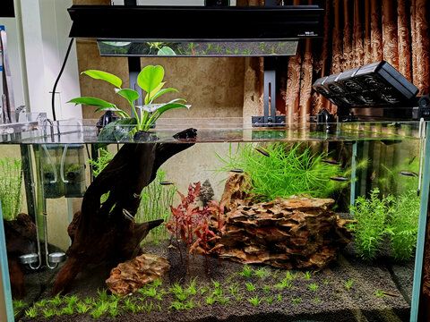 水草的養護秘籍：在魚缸中種植水草可以增加觀賞價值