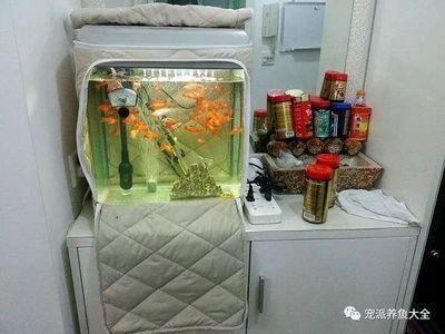 魚缸隔熱材料的選擇技巧：如何選擇合適的魚缸隔熱材料