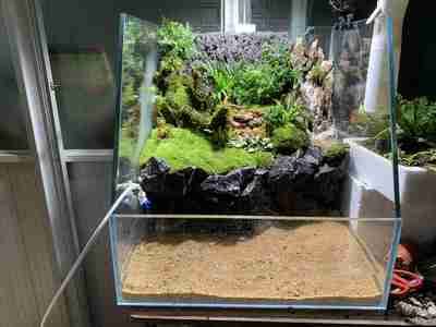 異形魚(yú)缸如何布景好看：異形魚(yú)缸布景技巧