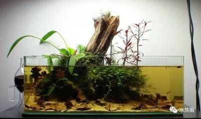 異形魚(yú)缸如何布景好看：異形魚(yú)缸布景技巧