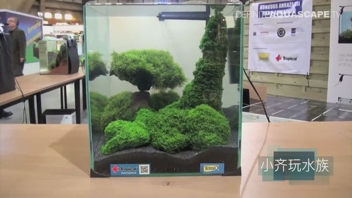 幻彩藍寶石雷龍魚怎么養