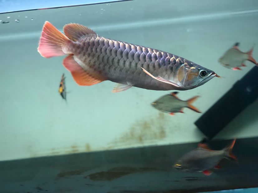 德國黑鉆魚缸設計的藝術靈感德國魚缸設計的藝術靈感：德國魚缸底濾系統選擇合適的魚缸底濾系統是養魚成功的關鍵之一