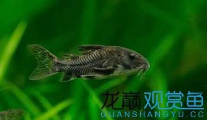 魚(yú)缸清潔的其他生物選擇：幾種適合用于魚(yú)缸清潔的生物