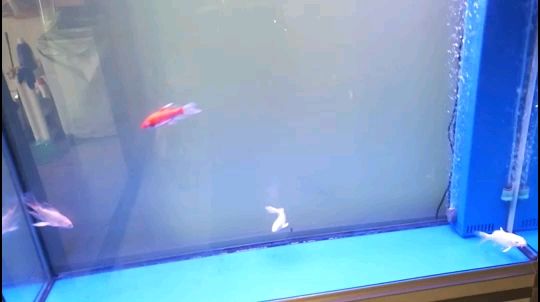 紅鯉魚魚缸視頻播放器（關于紅鯉魚和魚缸的知識）