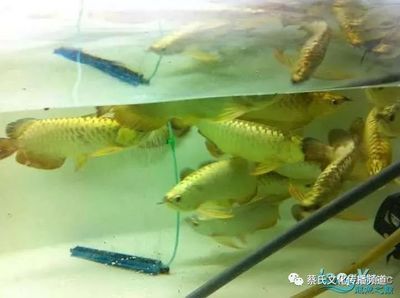 龍魚漁場都日常喂食什么：龍魚漁場的日常喂食