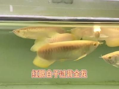 龍魚漁場都日常喂食什么：龍魚漁場的日常喂食