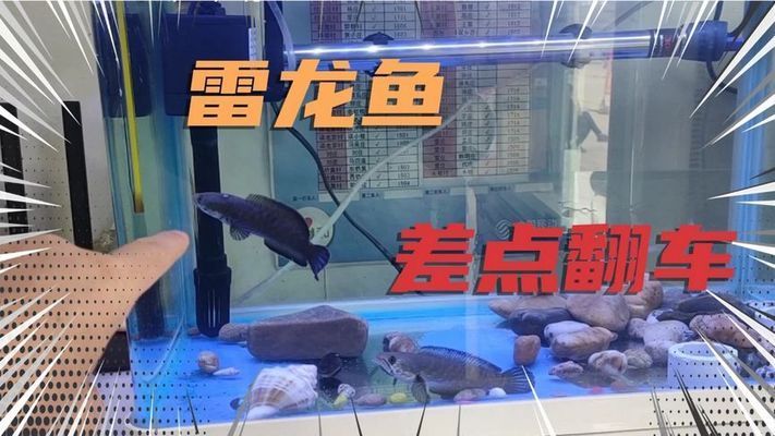 雷龍魚會不會假死