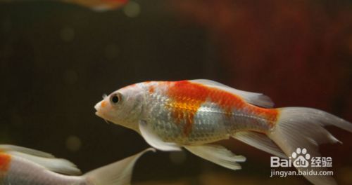 龍鳳鯉魚營養需求分析：關于龍鳳鯉魚的營養需求的分析