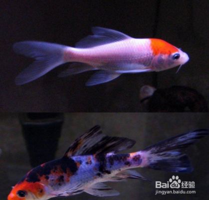 龍鳳鯉魚營養需求分析：關于龍鳳鯉魚的營養需求的分析