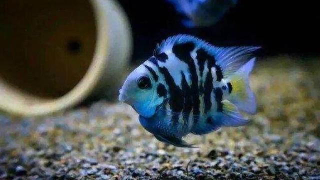 降低魚缸氨氮含量方法：如何降低魚缸氨氮含量