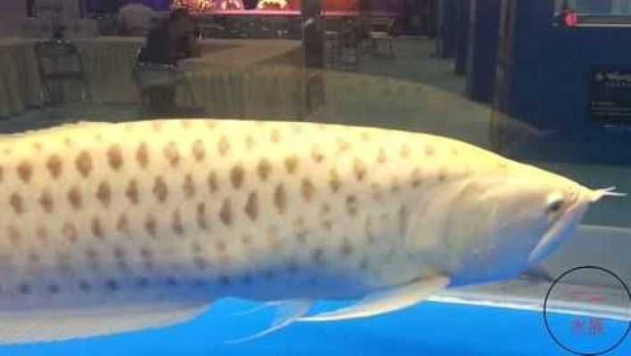 什么銀龍魚值錢，銀龍魚市場(chǎng)價(jià)格趨勢(shì)