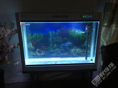 一米的魚缸多少錢一個啊:一米長的魚缸價格范圍和購買注意事項 魚缸百科 第4張 一米的魚缸多少錢一個啊:一米長的魚缸價格范圍和購買注意事項 一米的魚缸多少錢一個啊:一米長的魚缸價格范圍和購買注意事項 魚缸百科 第4張