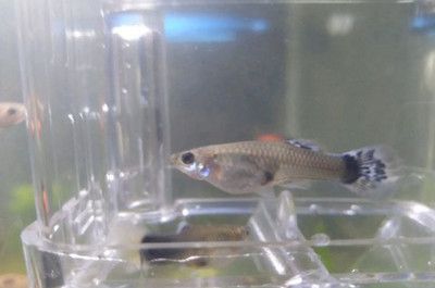 過濾器魚缸多久換水一次（過濾器魚缸的換水頻率受到多種因素影響）