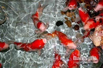 過濾器魚缸多久換水一次（過濾器魚缸的換水頻率受到多種因素影響）
