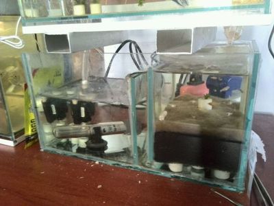 自制魚缸底濾魚缸底濾魚缸構(gòu)造圖的解釋和信息和信息：如何自制魚缸底濾