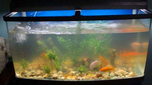 魚缸表面：魚缸油膜去除小妙招