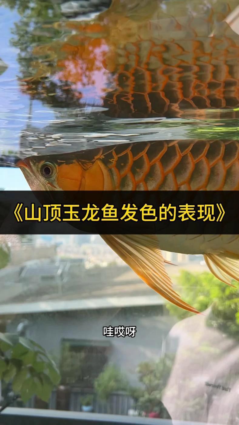 如何預防紅龍魚出現美容問題？