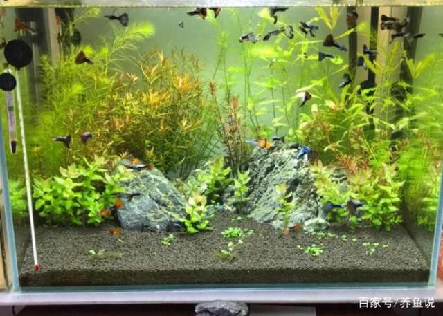 魚缸內生態平衡維護方法：如何維護魚缸內的生態平衡