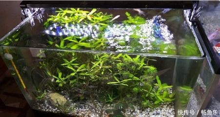 魚缸內生態平衡維護方法：如何維護魚缸內的生態平衡