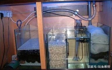 魚缸多長時間換次水比較好（魚缸換水的頻率取決于多個因素）