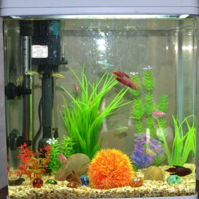 魚缸多長時間換次水比較好（魚缸換水的頻率取決于多個因素）