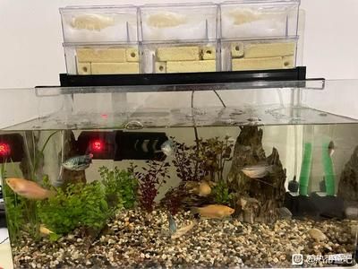 魚缸多長時間換次水比較好（魚缸換水的頻率取決于多個因素）