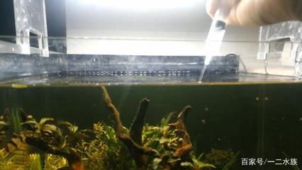 魚缸多長時間換次水比較好（魚缸換水的頻率取決于多個因素）