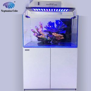水族箱養護技巧養護水族箱養護技巧養護水族箱：如何選擇合適的海魚缸