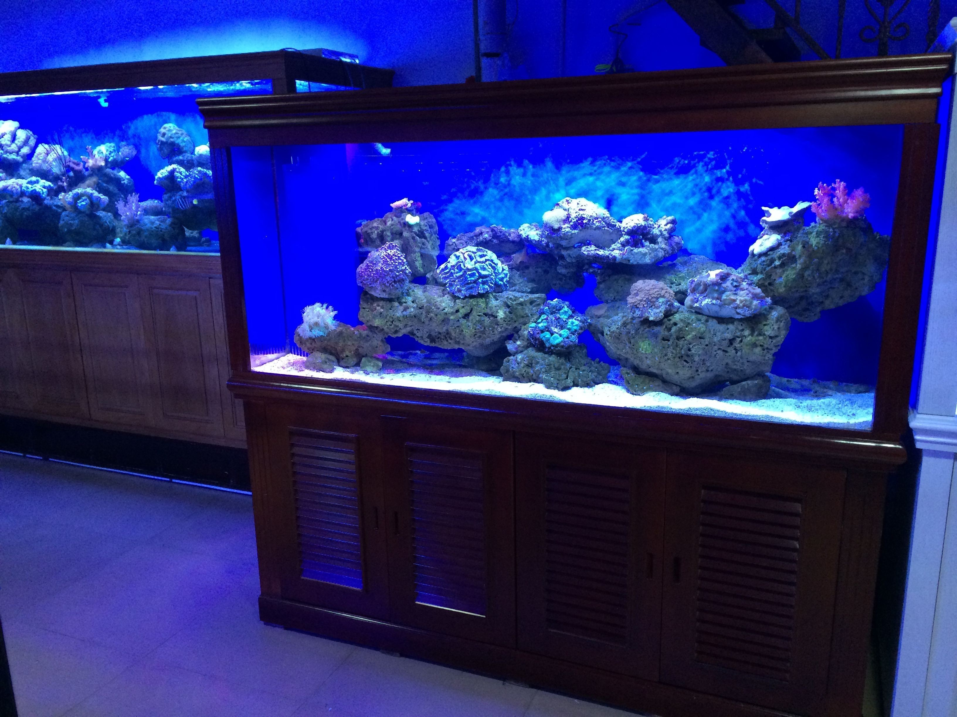 水族箱養護技巧養護水族箱養護技巧養護水族箱：如何選擇合適的海魚缸