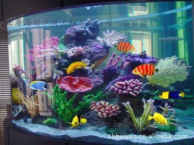 水族箱養護技巧養護水族箱養護技巧養護水族箱：如何選擇合適的海魚缸