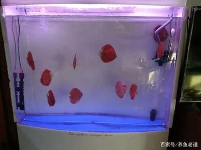 魚缸清潔對(duì)魚類影響：魚缸清潔對(duì)魚類健康有影響嗎？